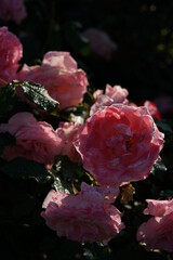 Light Pink Flower of Rose 'Bridal Pink' in Full Bloom
