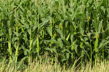 green cornfield ready for harvest