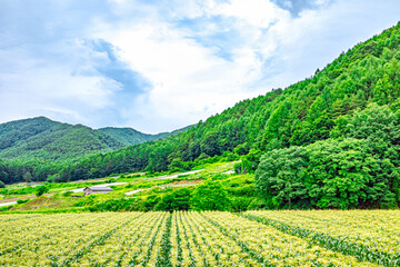 【ふるさとイメージ】日本の里山風景