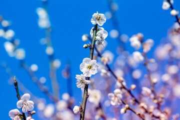 Plum blossom in winter