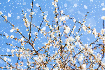 Plum blossom in winter