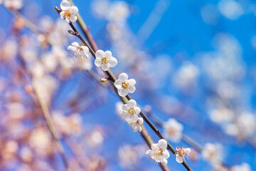 Plum blossom in winter