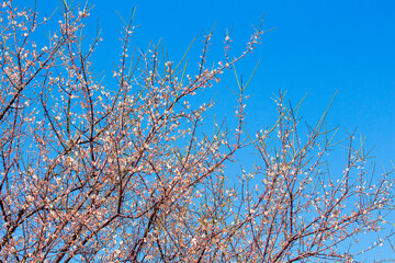 Plum blossom in winter