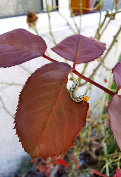 Rose sawfly Allantus cinctus on damaged rose leaf. It is pest of roses.