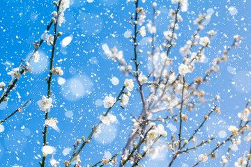 Plum blossom in winter