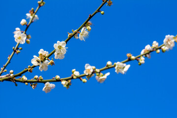 Plum blossom in winter