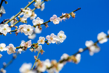 Plum blossom in winter