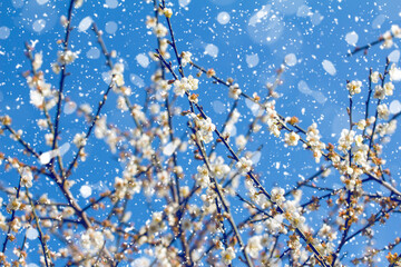 Plum blossom in winter