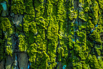Moss on the bark of a tree