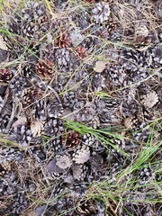 Pine cones lie on the grass