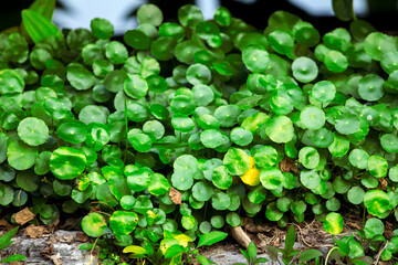 Green copper coin grass