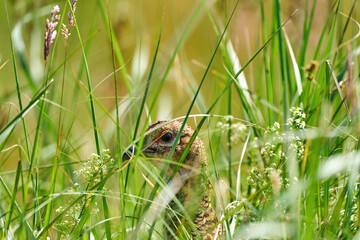 A pheasant bird head, stands on a meadow in the middle of field flowers and grass. Seen from behind