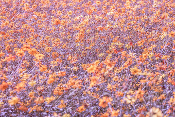 Bright yellow siphon