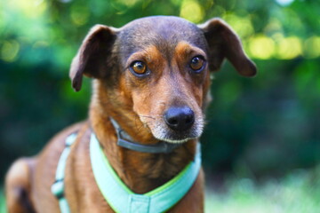 Dachshund - Bracke - Jagdhund