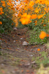 Bright yellow siphon