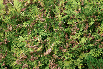 natural background from the leaves of thuja