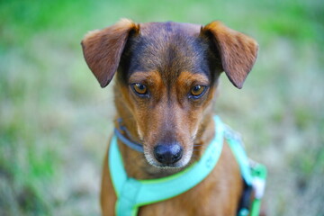 Dachshund - Bracke - Jagdhund