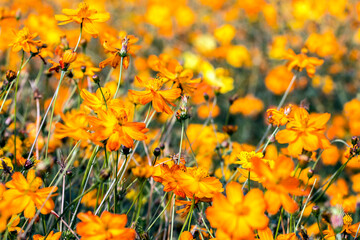 Bright yellow siphon