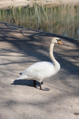 FU 2020-04-01 Weiher 85