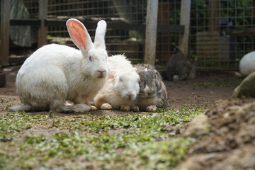 three rabbits are playing and relaxing together