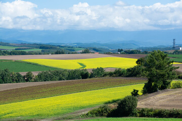 畑作地帯に広がるナノハナ畑
