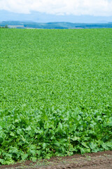 Fototapeta na wymiar 夏の緑の野菜畑 
