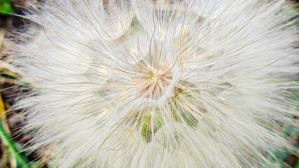 dandelion fluffy flower color photo