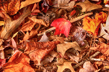 Glorious red and orange colors of the autumn trees