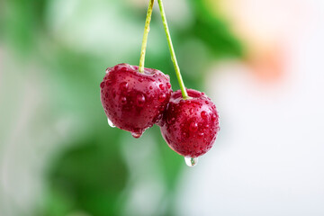Fresh red cherries