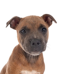 puppy staffordshire bull terrier