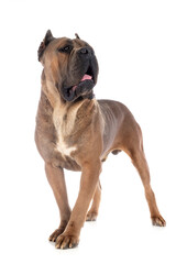 adult cane corso