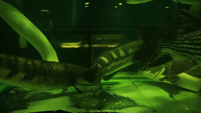 Tiger sorubim, Boulengerella cuiveri or bicuda, Phractocephalus hemioliopterus or redtail catfish, alligator gar and other fishes from the amazon river sold  in Chatuchak Market in Bangkok Thailand