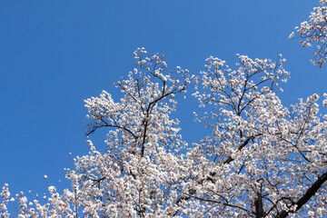 青空を背にいた桜