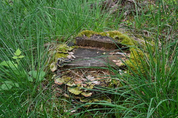 Grundloses Moor, Walsrode, Niedersachsen