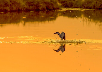 The pied kingfisher diving in the river 