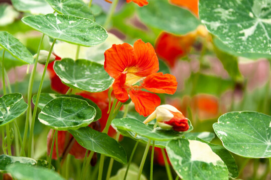 ナスタチウム Images Browse 235 Stock Photos Vectors And Video Adobe Stock