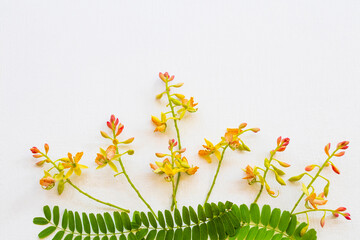 tamarind flowers herbal plant local flora of asia in spring season arrangement flat lay postcard style on background white wooden