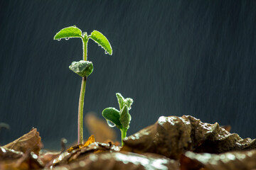 A bud in a drizzle