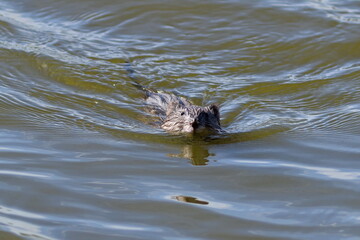 Ondatra zibethicus. Muskrat on a summer day in the water
