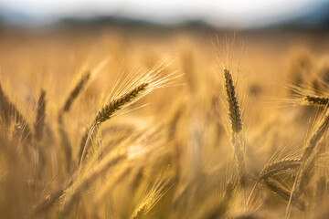 Close up of a wheat on the field