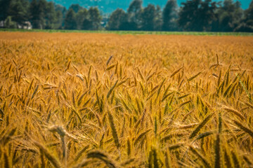 Wheat field with forest in the background
