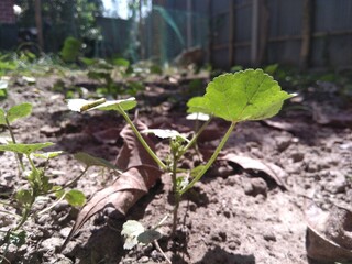 new life in the garden