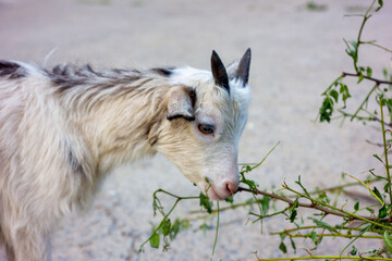 white goat on a meadow