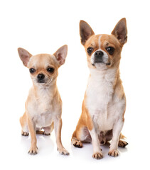 Obraz premium chihuahuas in studio