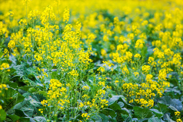 Obraz premium Yellow rape field