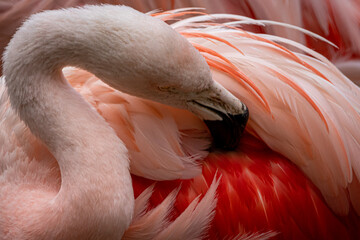 a flamingo grooming its feathers