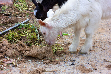 Naklejka na ściany i meble white goat on the farm