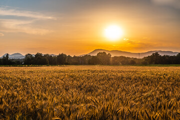 View of a wheat field at dusk