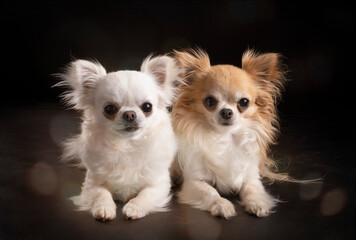 chihuahuas in studio