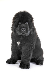 Fototapeta premium puppy newfoundland dog